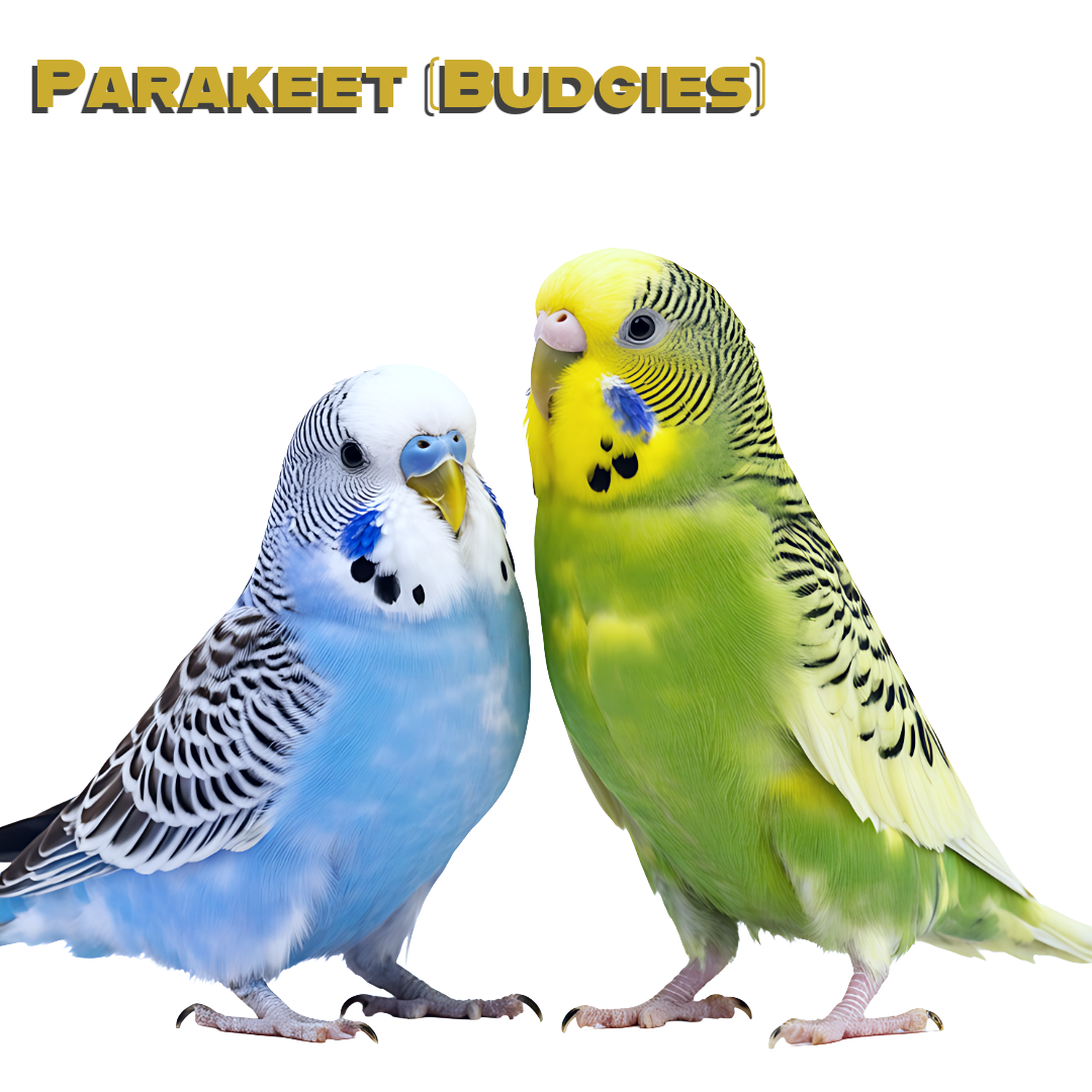 Caring for your Parakeets (Budgies)