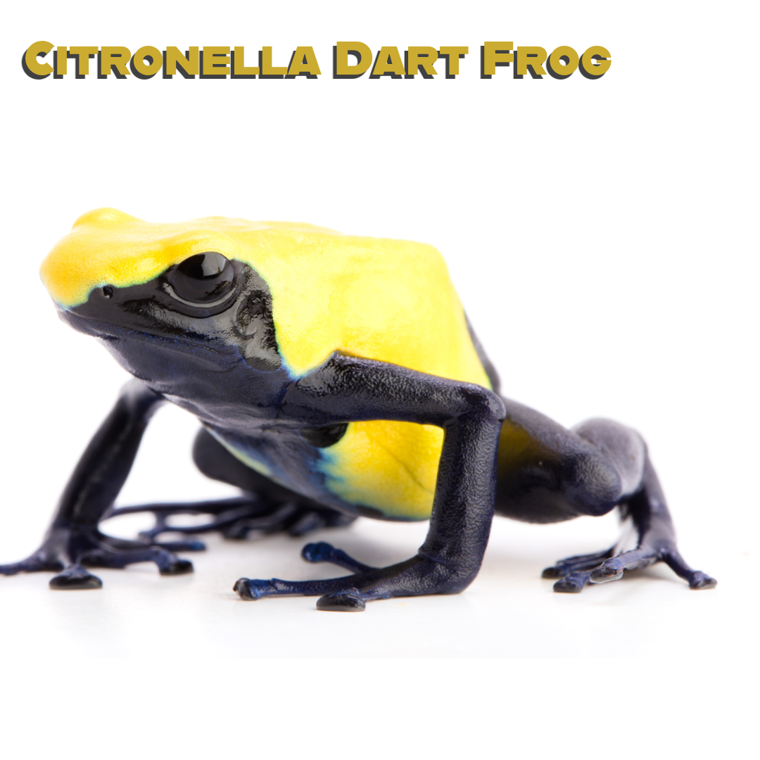 Caring for your Citronella Dart Frogs