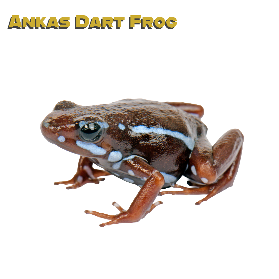 Caring for your Ankas Dart Frogs
