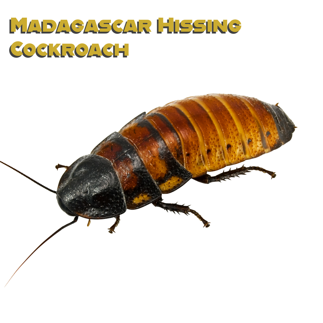 Caring for your Madagascar Hissing Cockroach