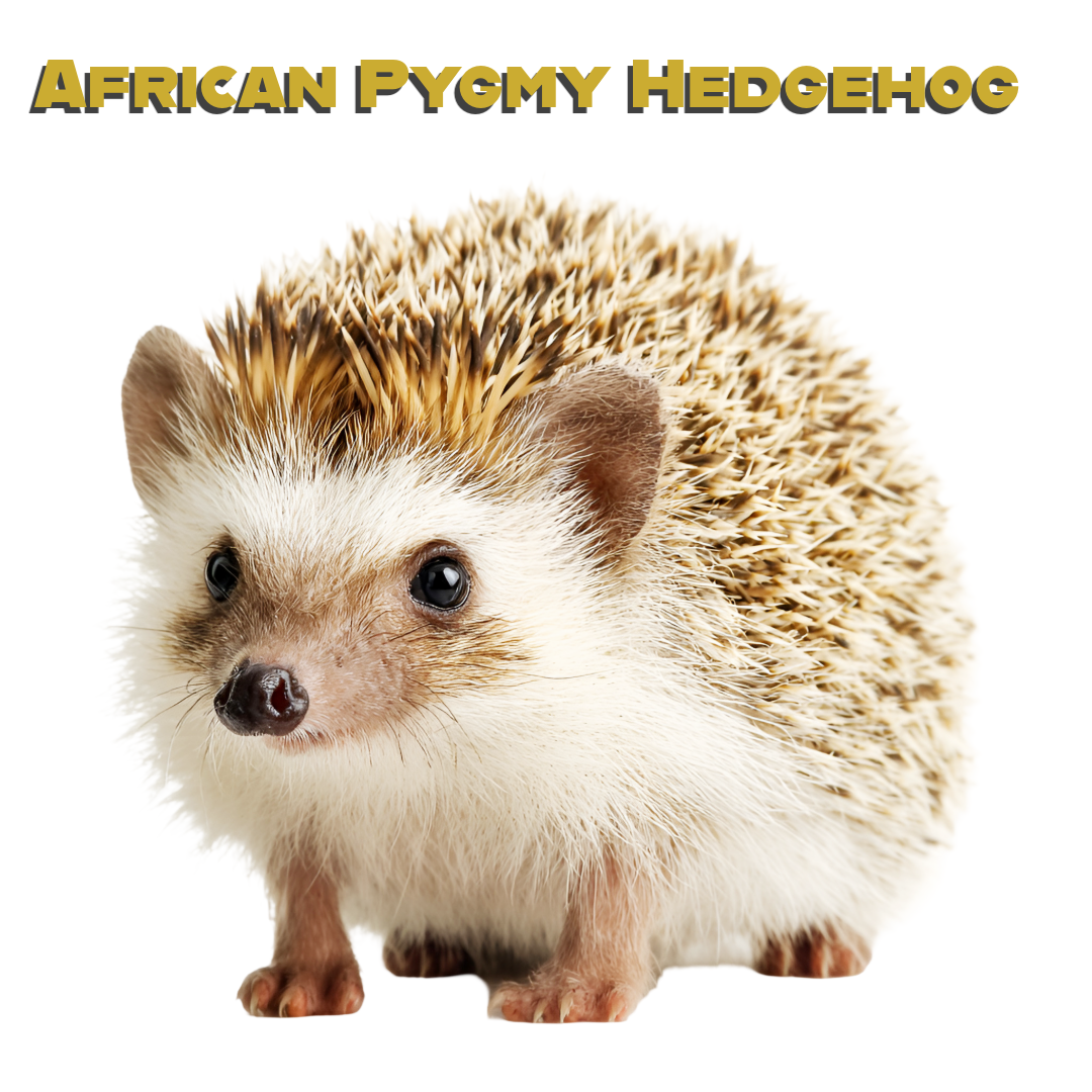 Caring for your African Pygmy Hedgehog