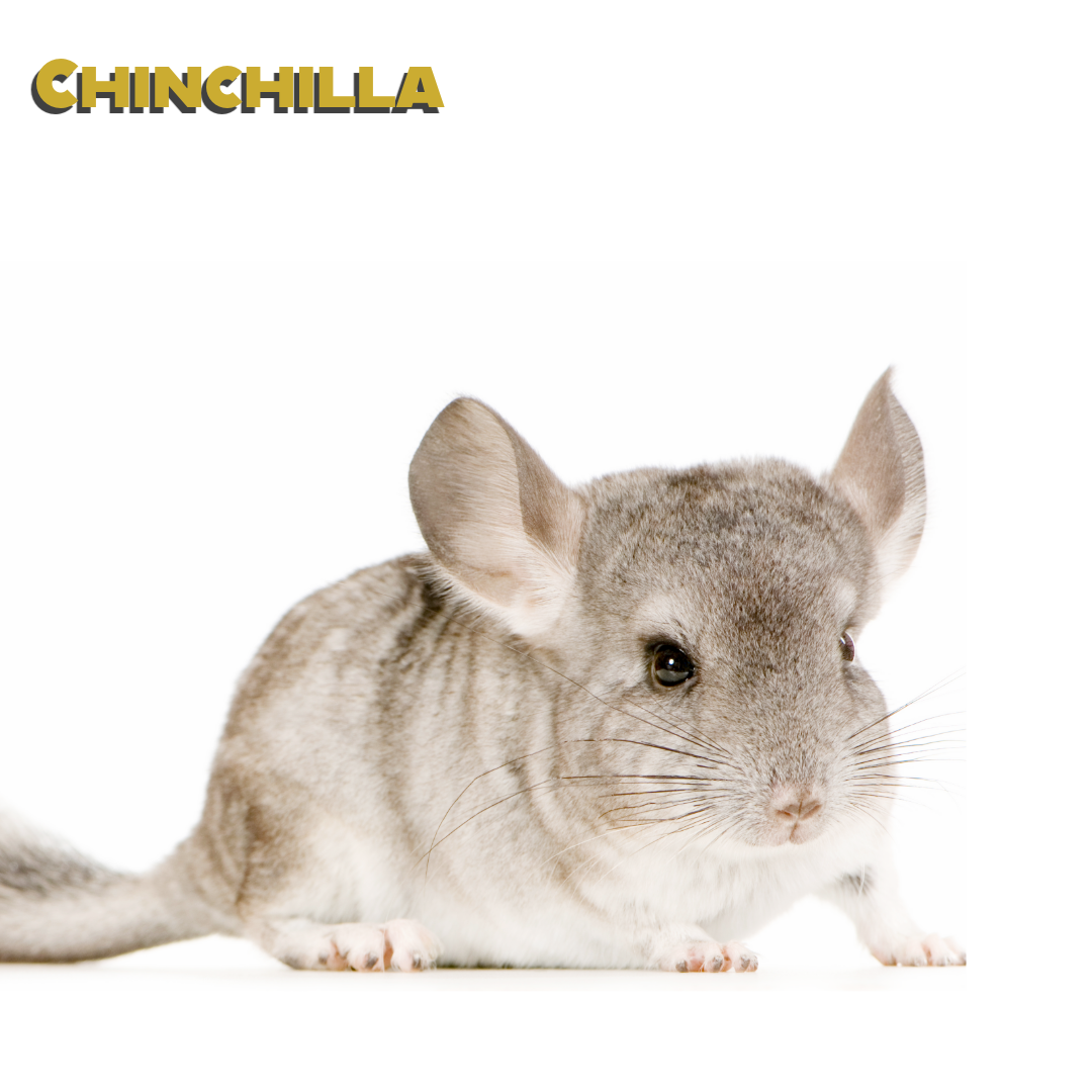 Caring for your Chinchilla