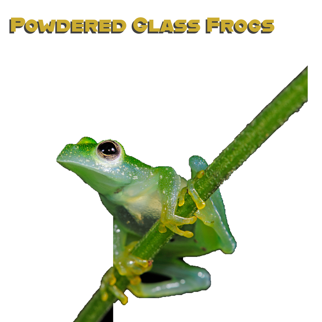 Caring for your Powdered Glass Frog