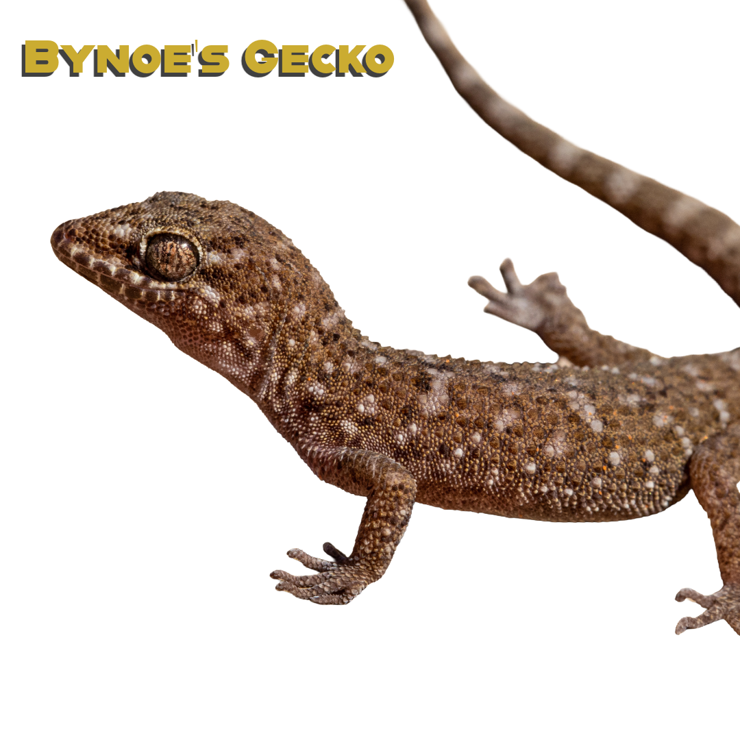 Caring for your Bynoe’s Gecko