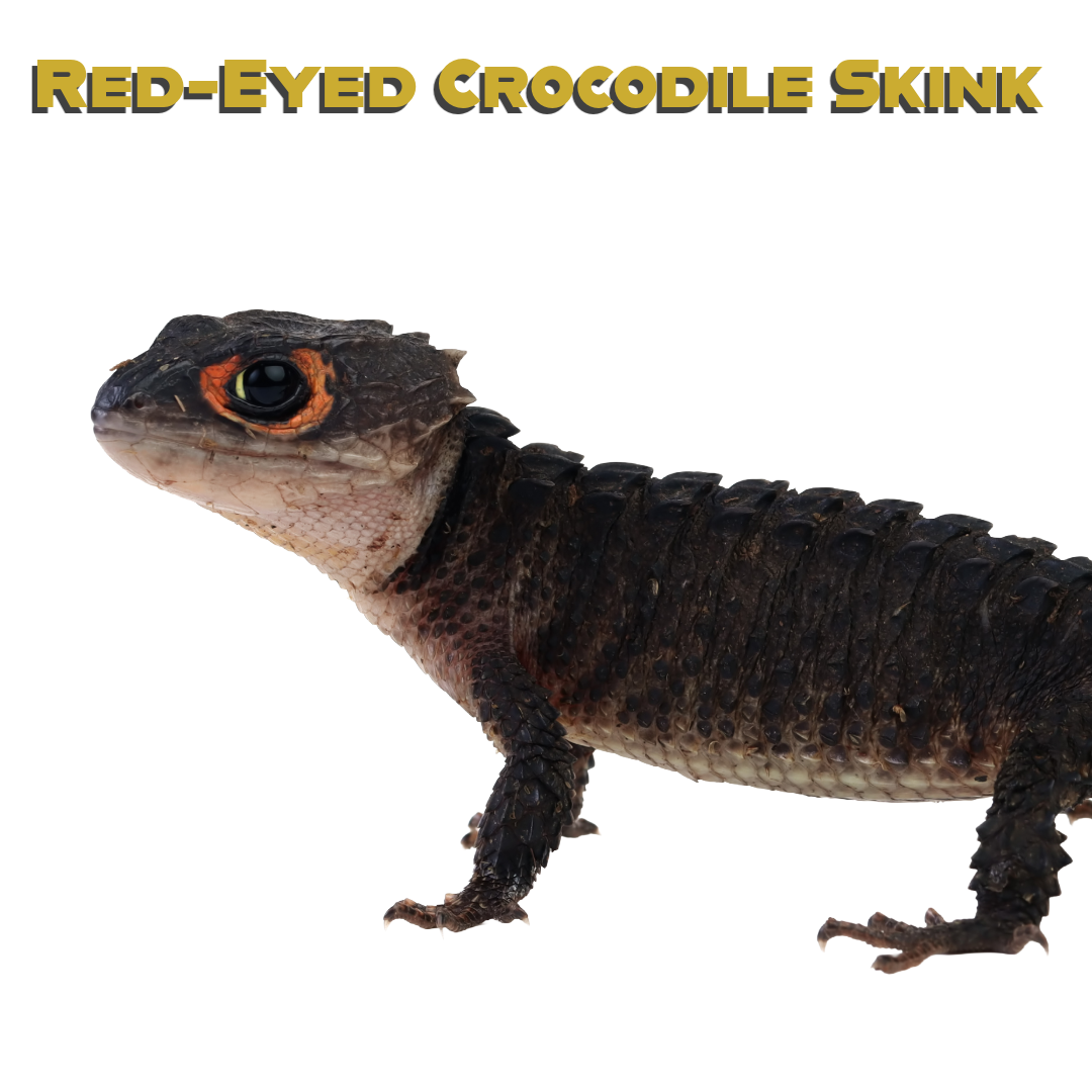 Caring for your Red-Eyed Crocodile Skink