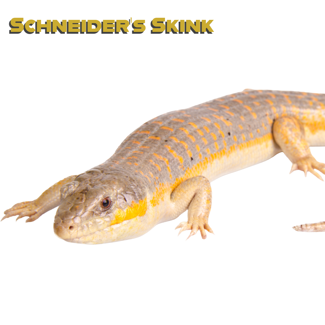 Caring for your Schneider’s Skink