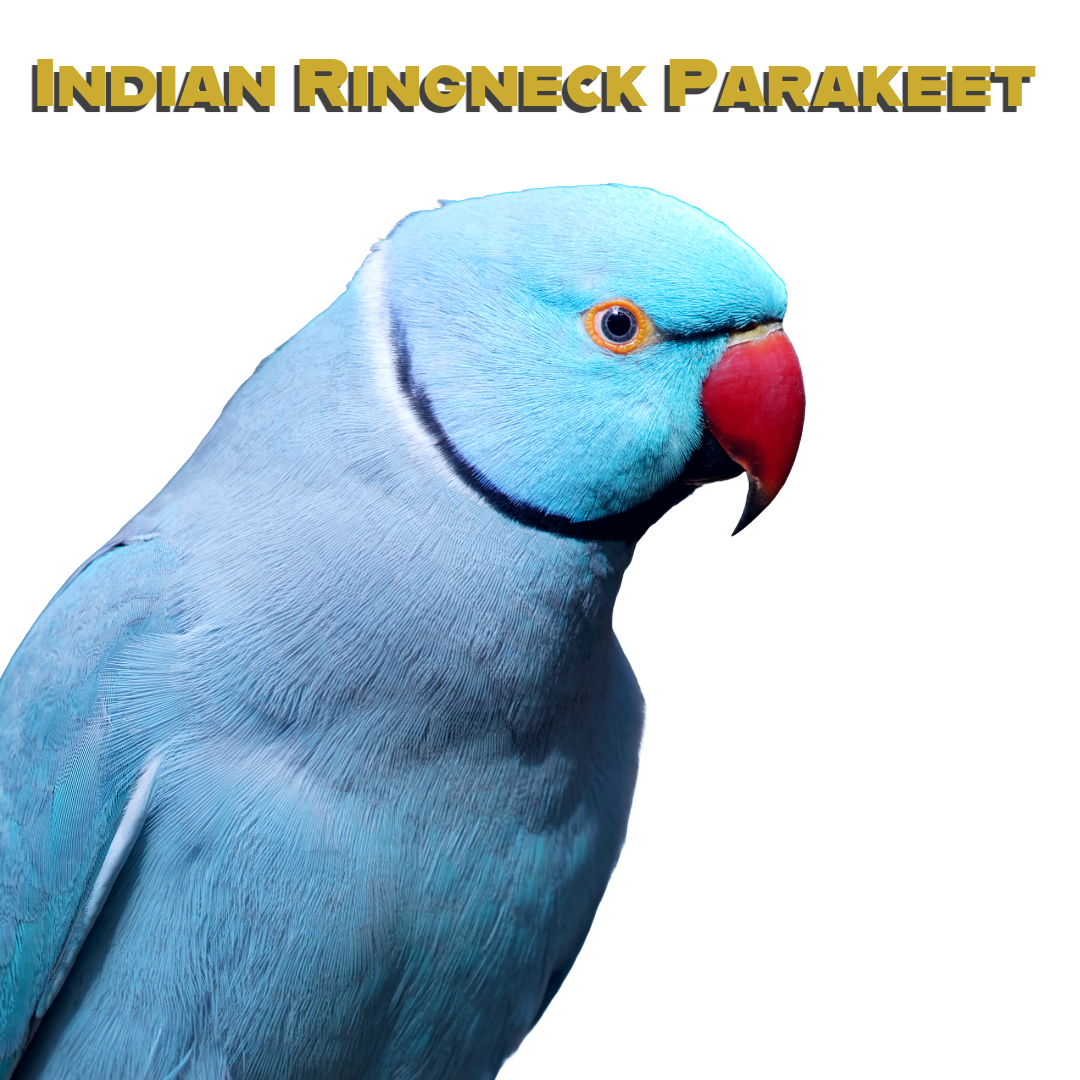 Caring for your Indian Ringneck