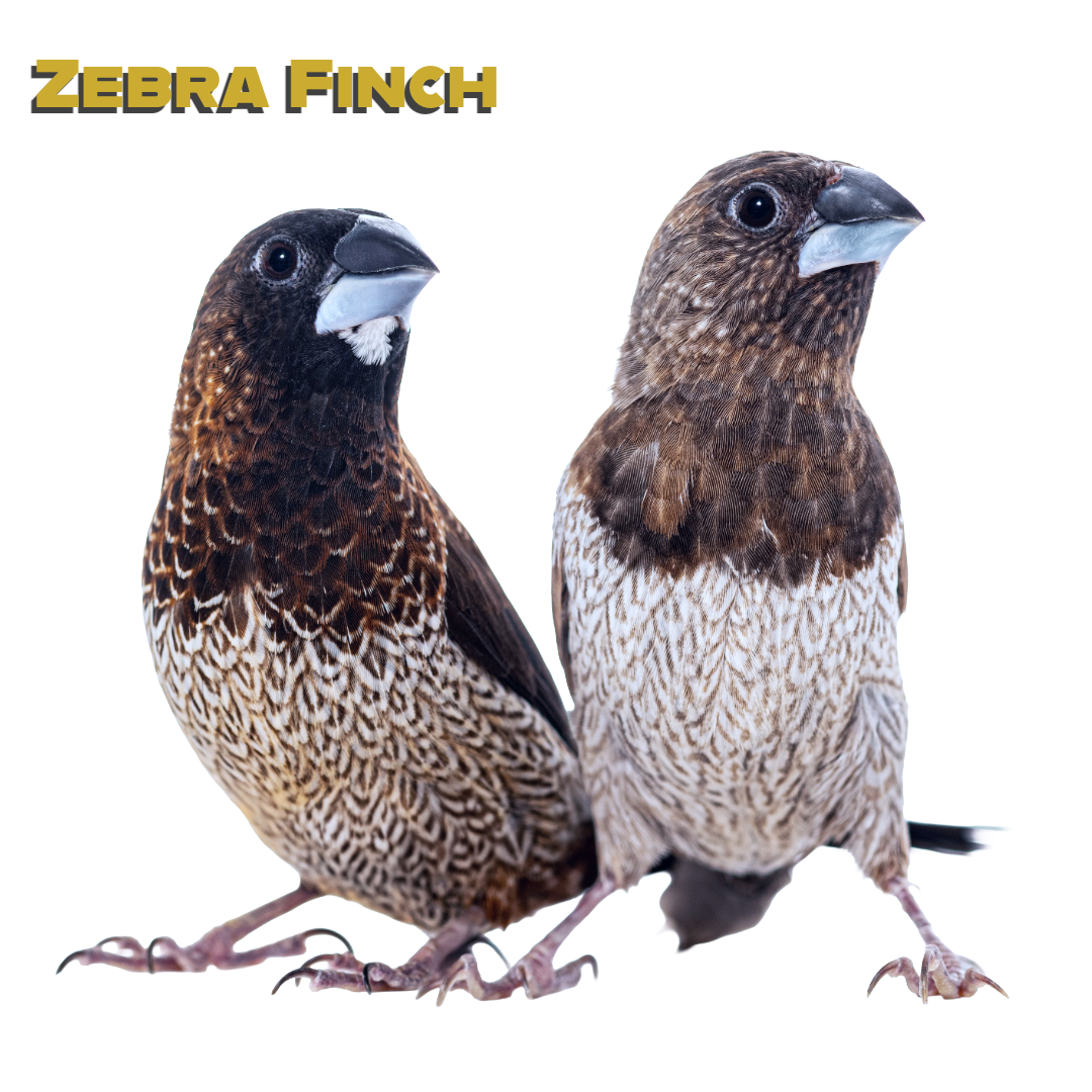 Caring for your Society Finch