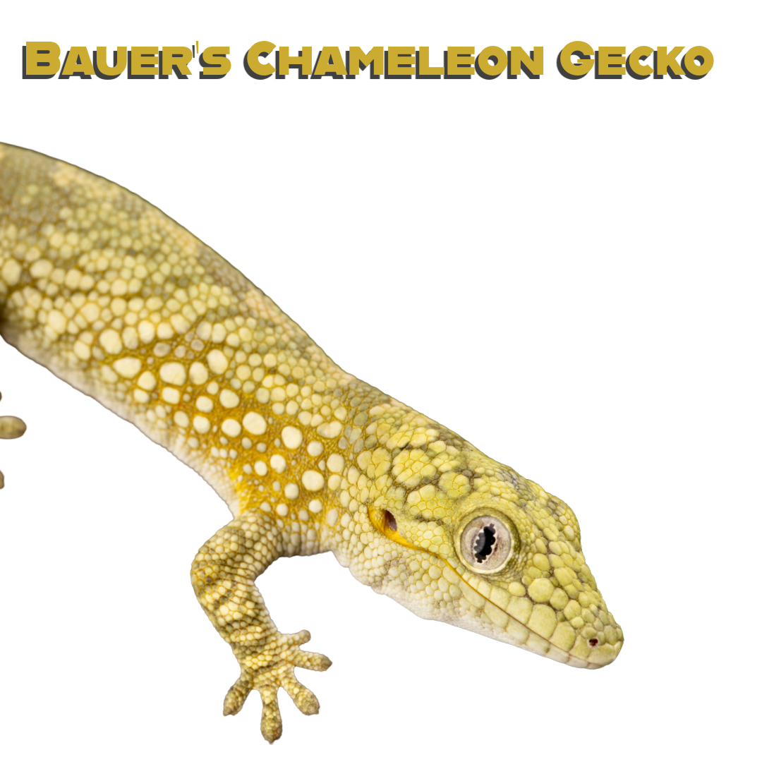 Caring for your Bauer’s Chameleon Gecko 