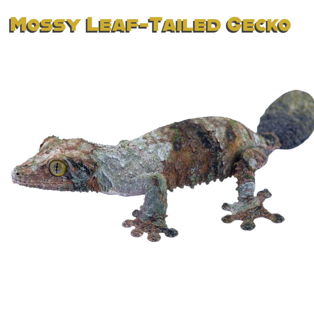 Mossy Leaf-Tailed Gecko Care