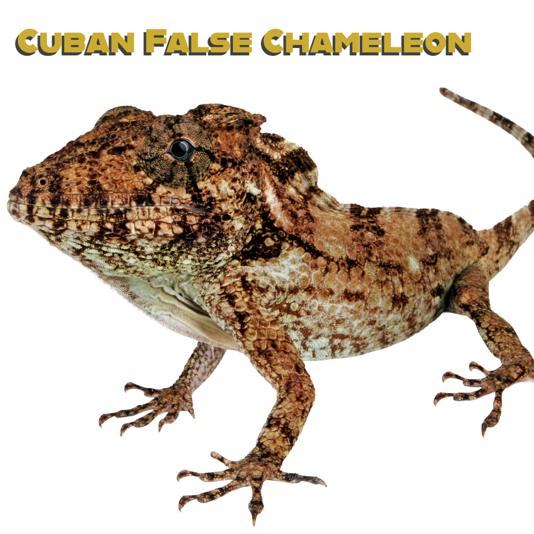 Caring for your Cuban False Chameleon
