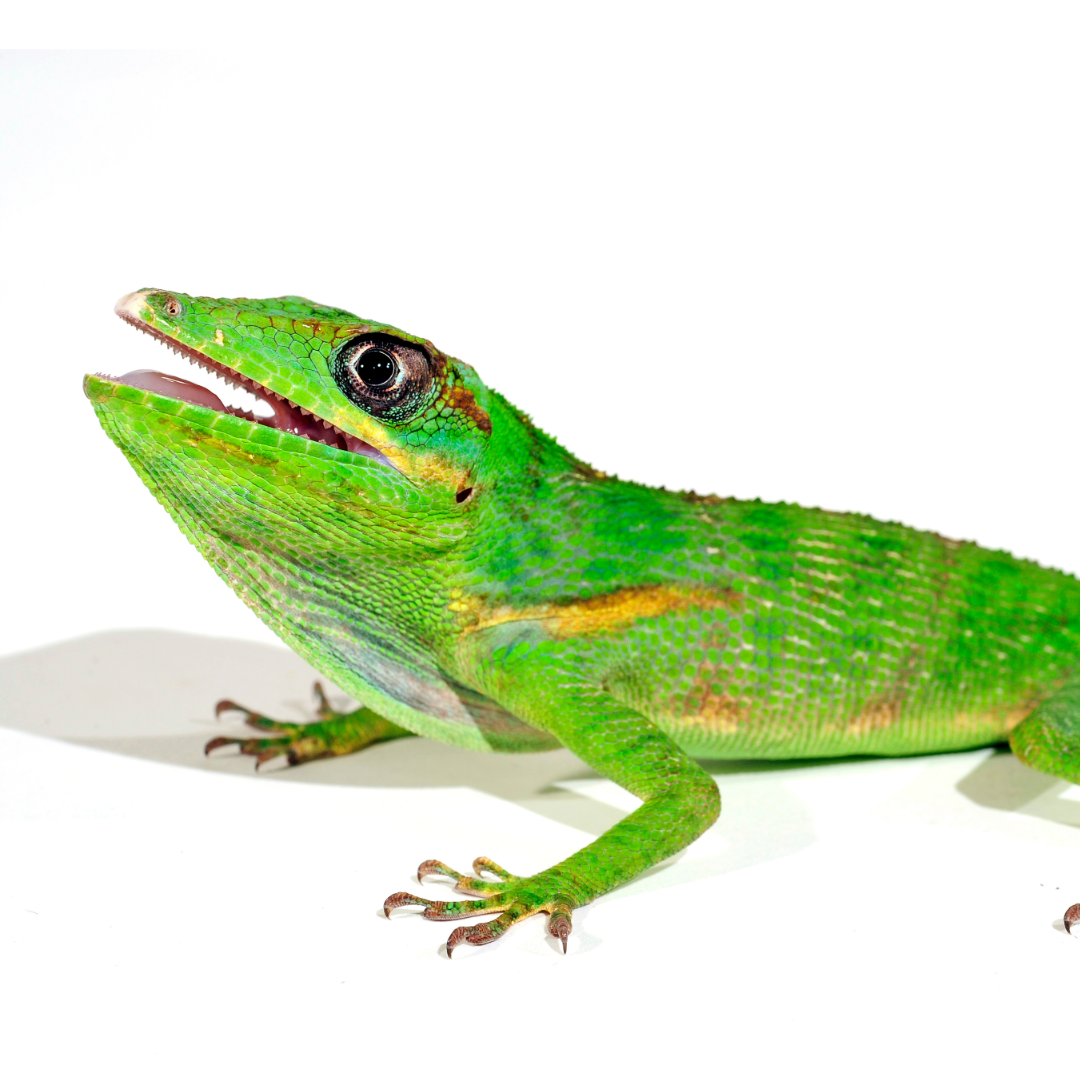 Caring for your Cuban Knight Anole