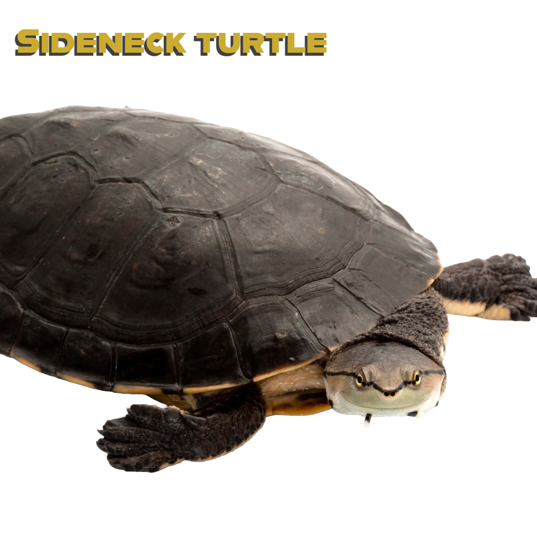 Caring for your Sideneck Turtle