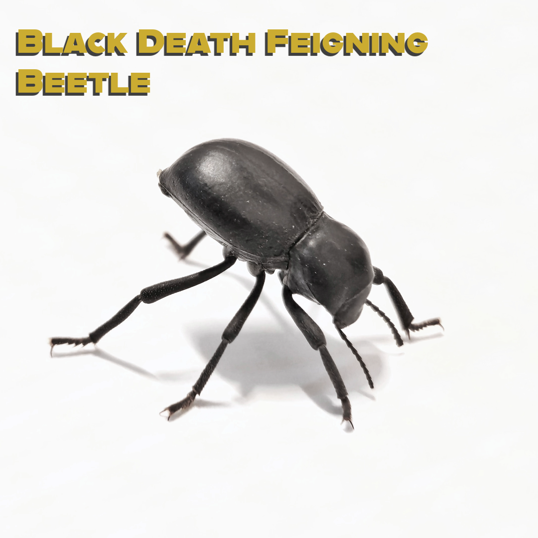Caring for your Black Death Feigning Beetles