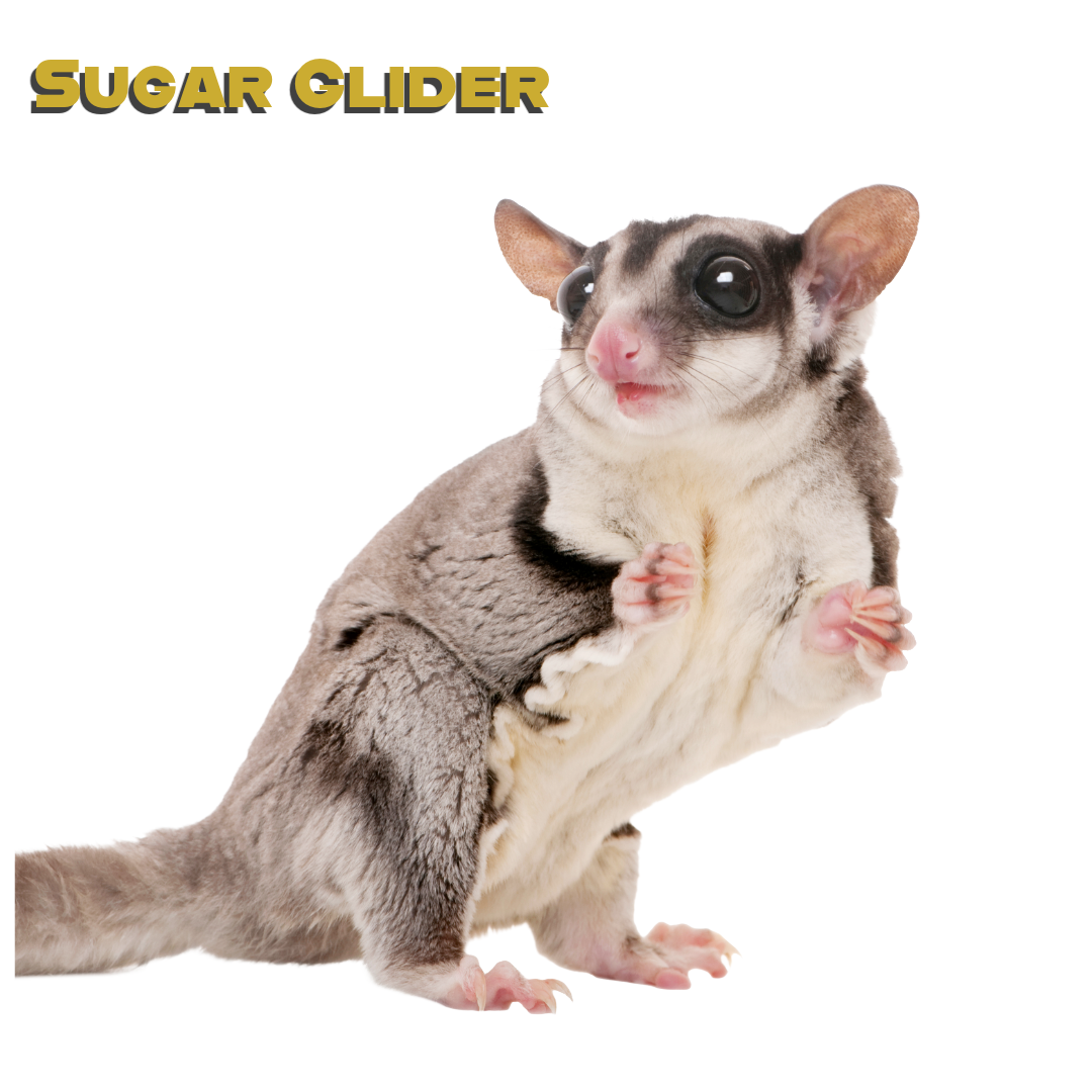 Caring for your Sugar Glider