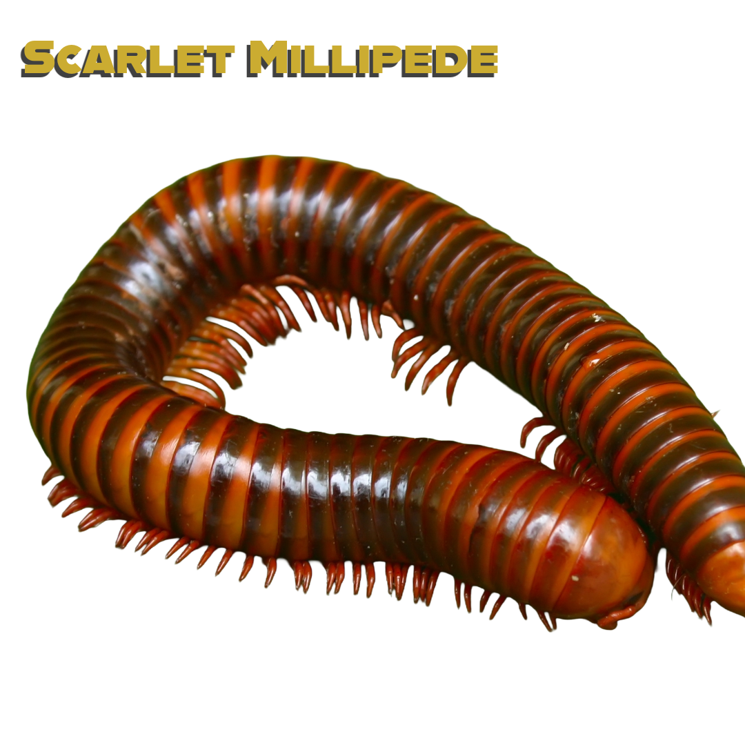 Caring for your Scarlet Millipede