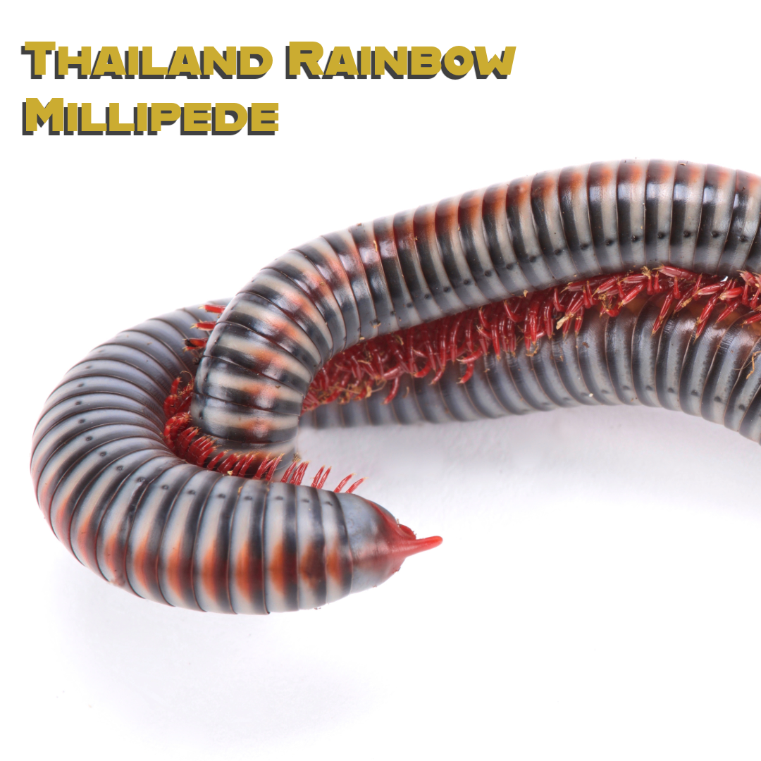 Caring for your Thailand Rainbow Millipede