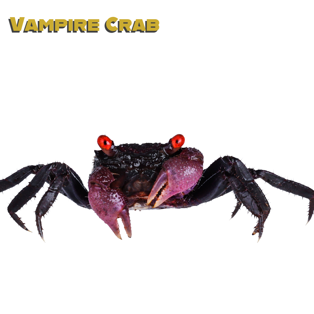 Caring for your Vampire Crab