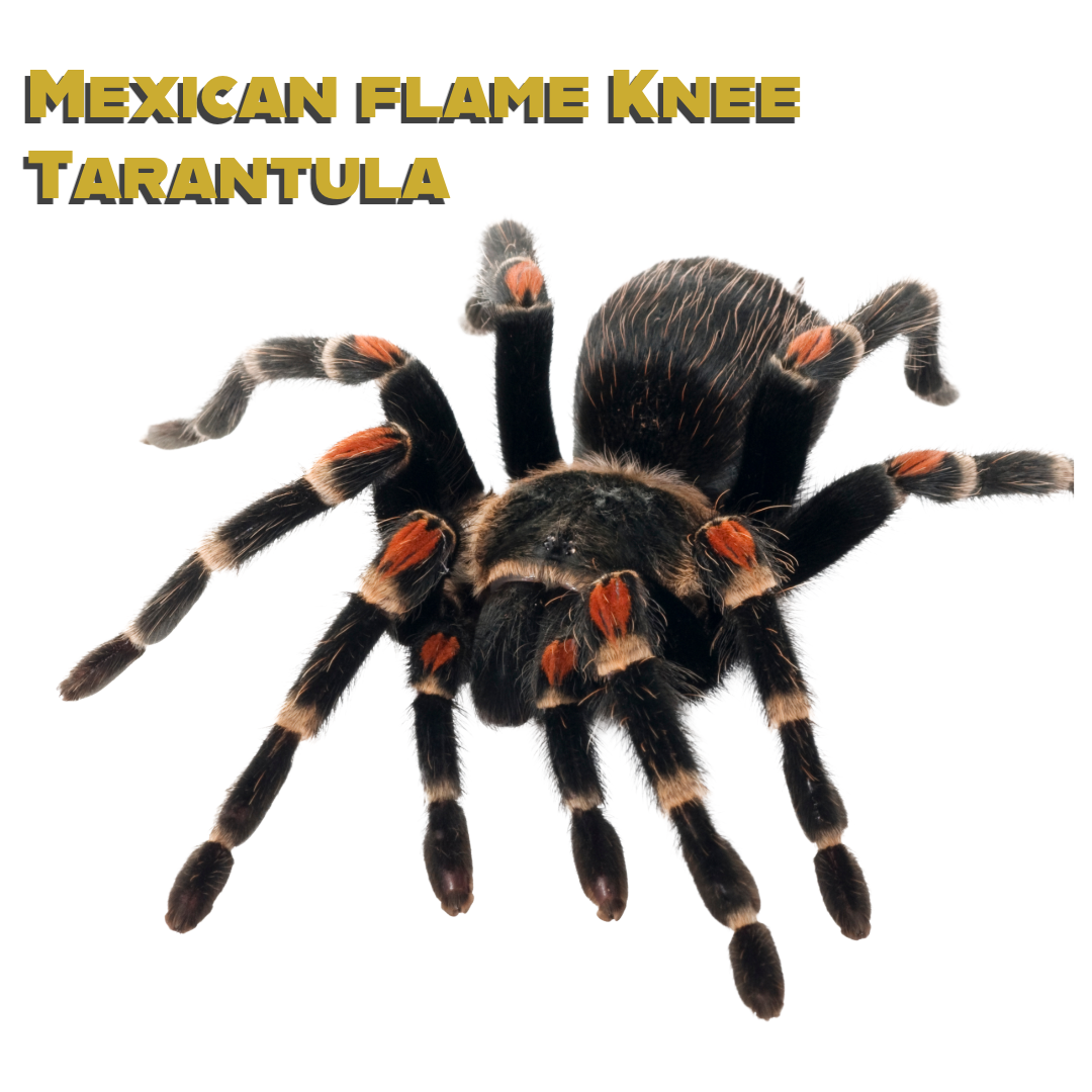 Caring for your Mexican Flame Knee Tarantula