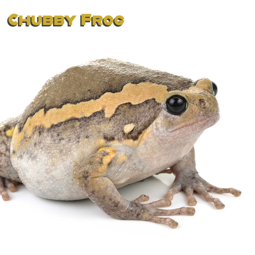 Caring for your Chubby Frog