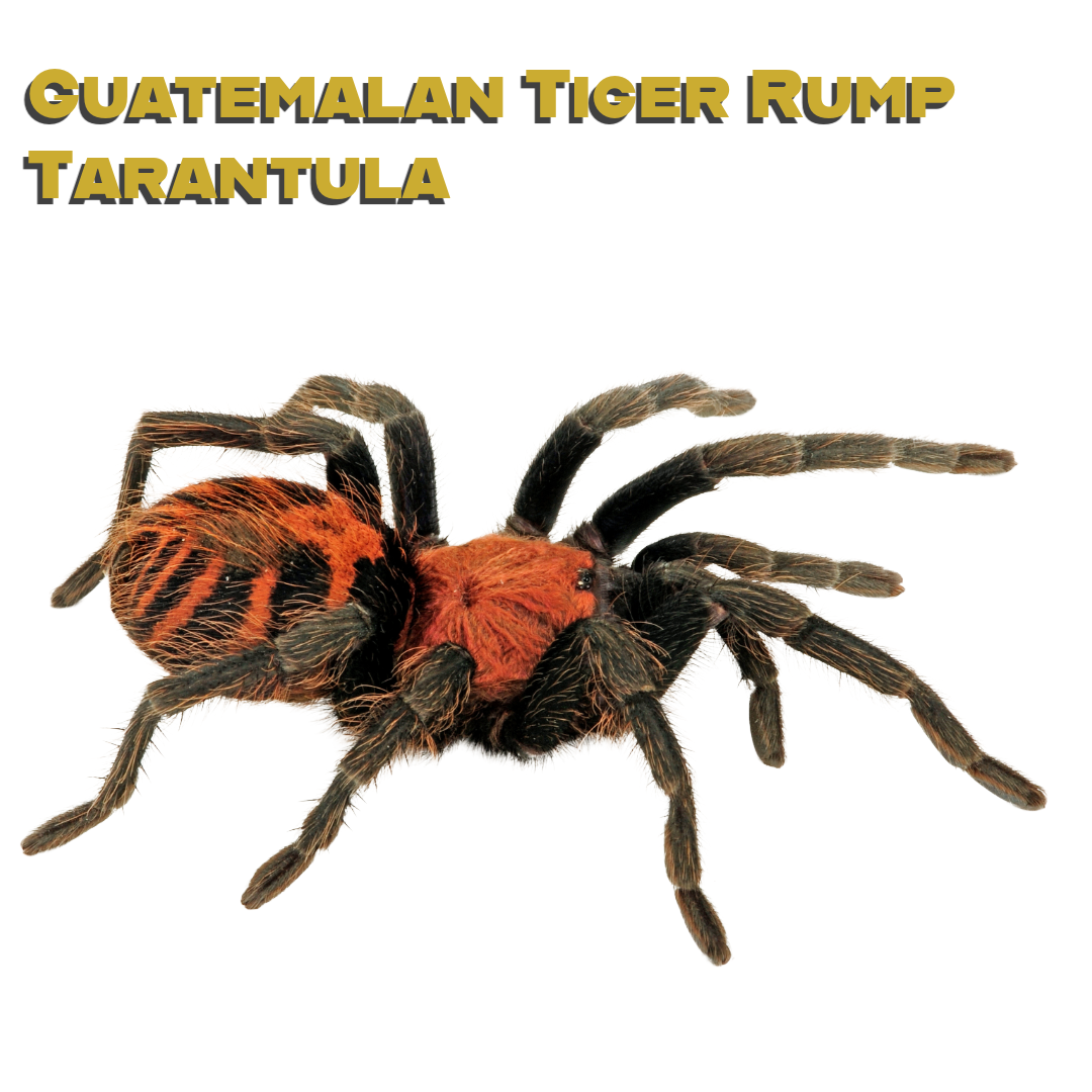 Caring for your Guatemalan Tiger Rump Tarantula