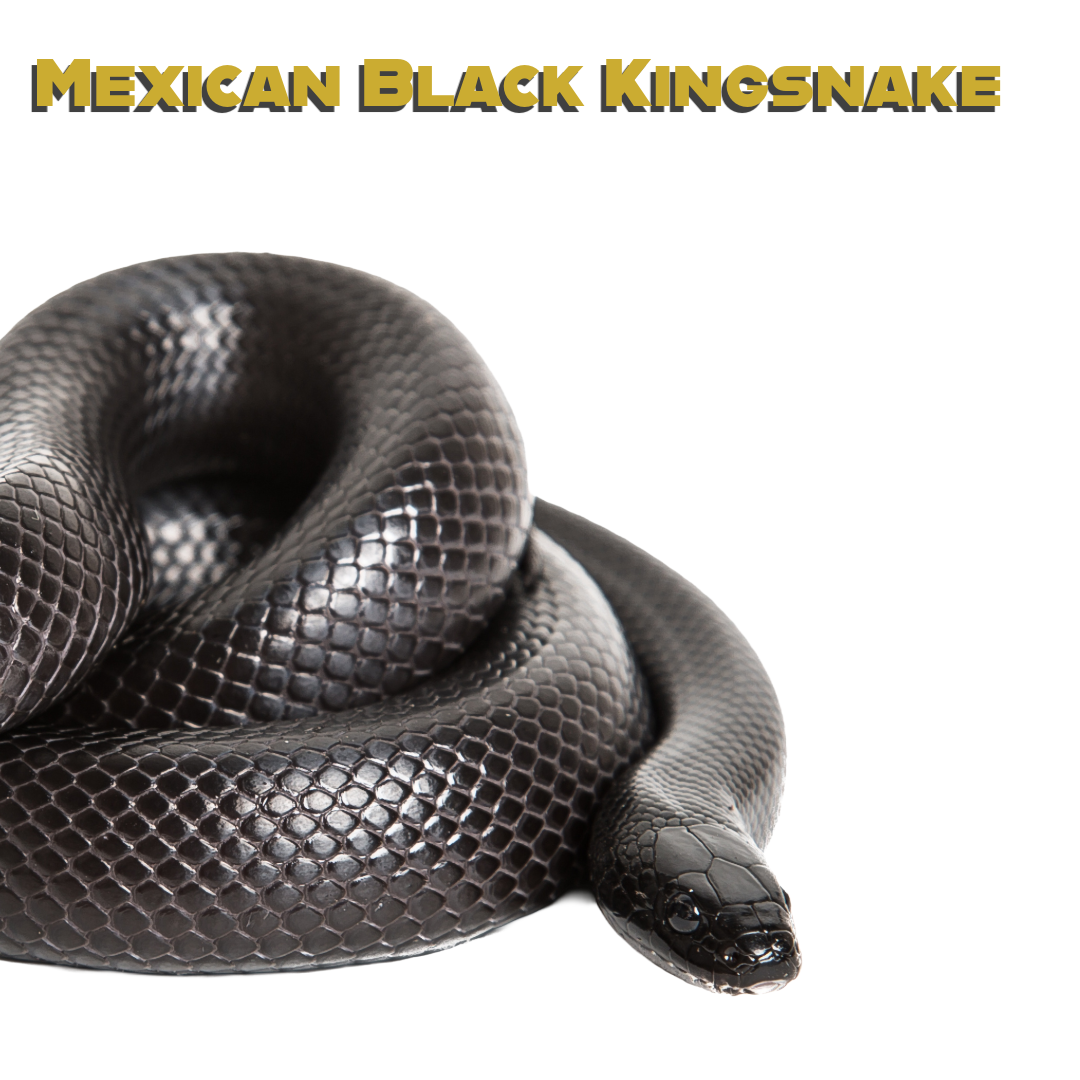 Caring for your Mexican Black King Snake