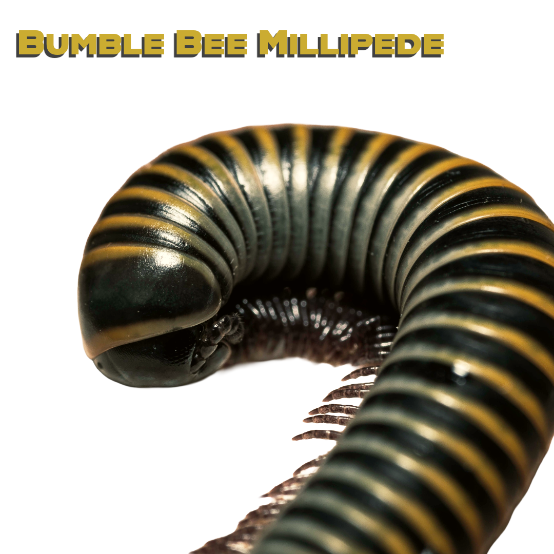 Caring for your Bumblebee Millipede