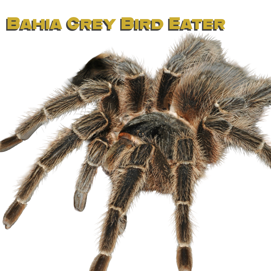 Caring for your Bahia Grey Bird-Eater