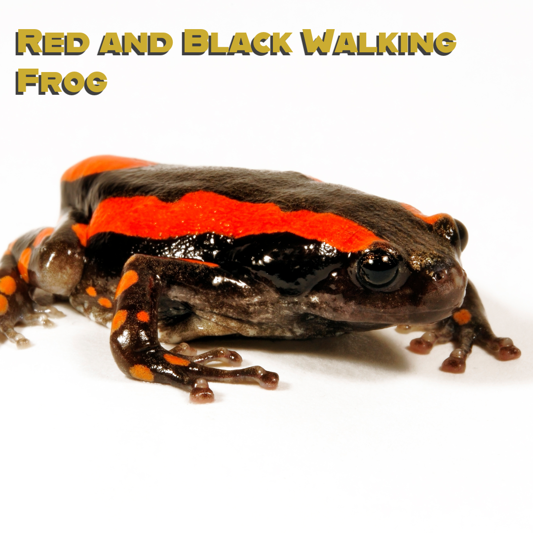 Caring for your Red and Black Walking Frog