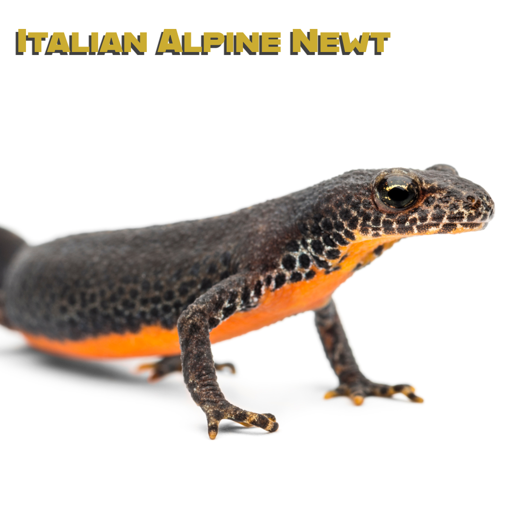 Caring for your Italian Alpine Newt