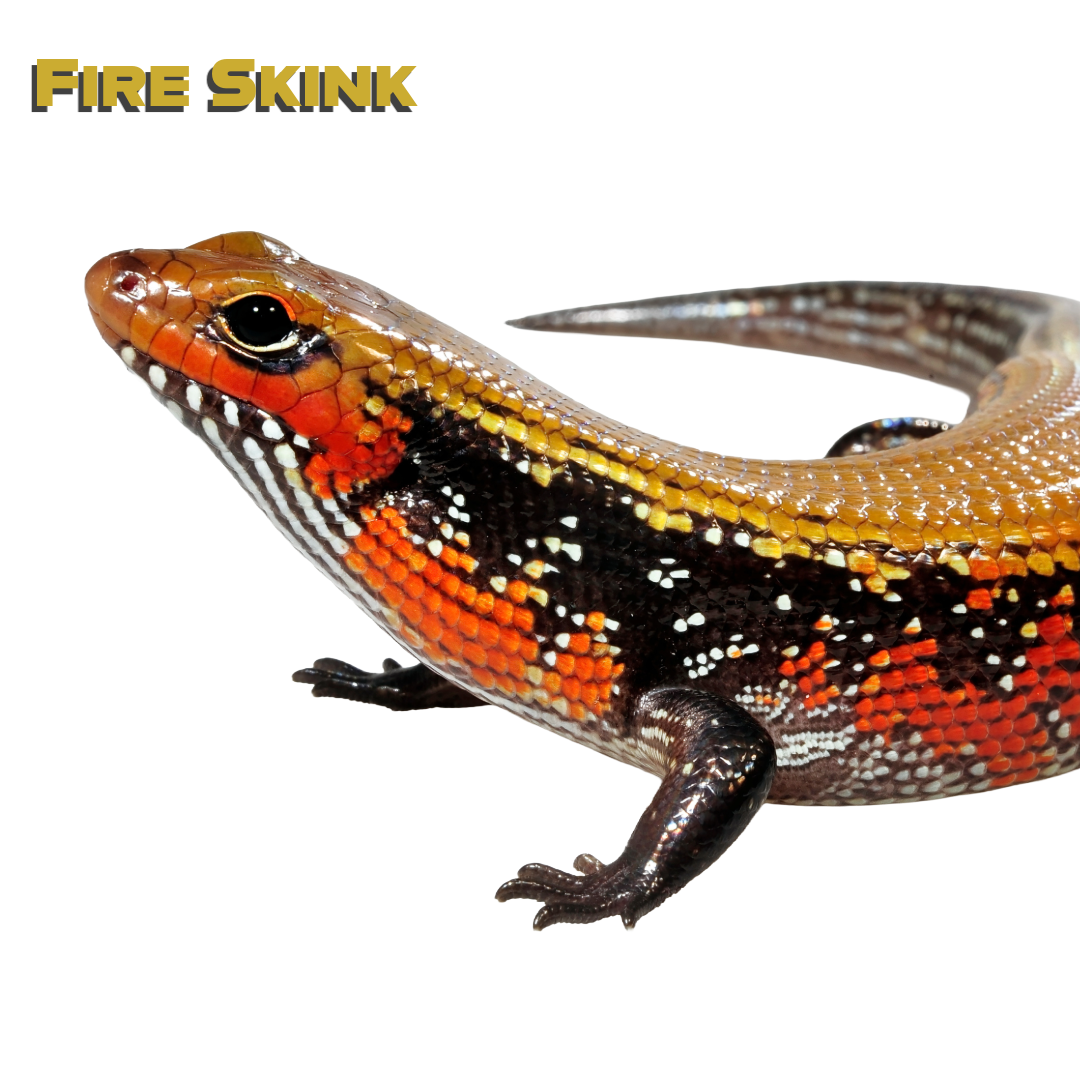 Caring for your African Fire Skink