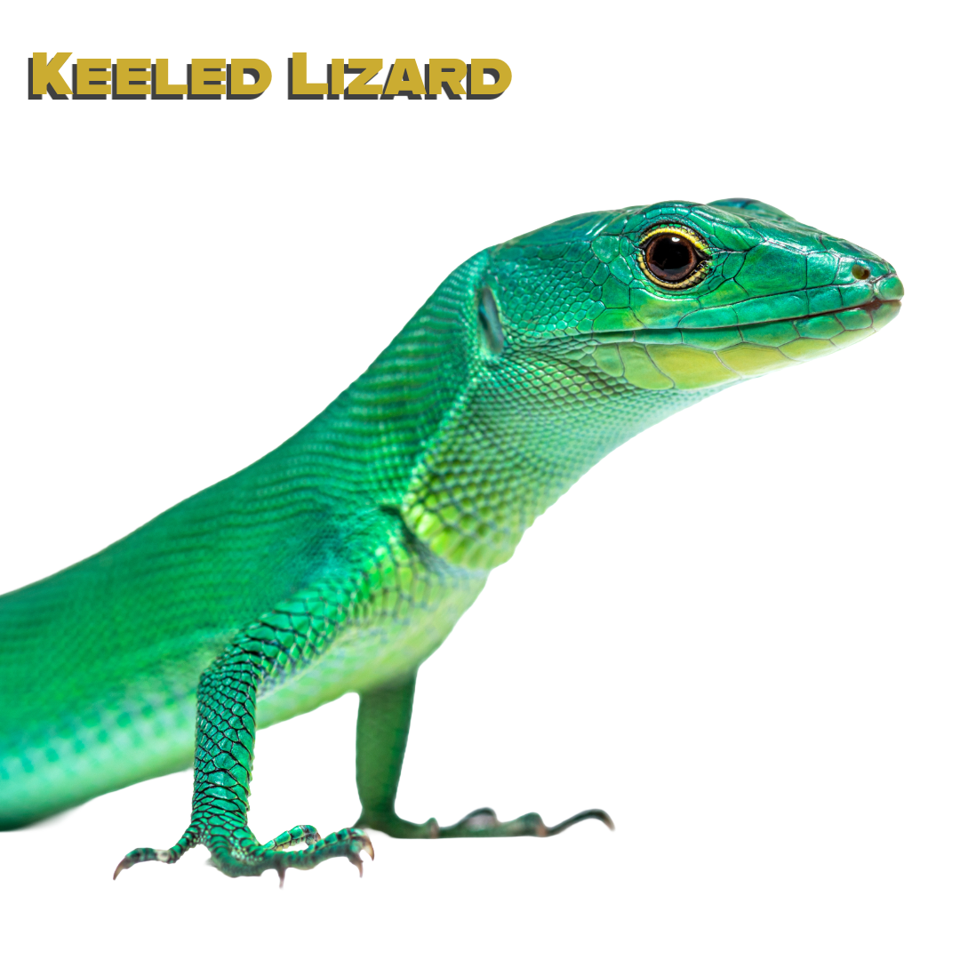 Caring for your Keeled Lizard