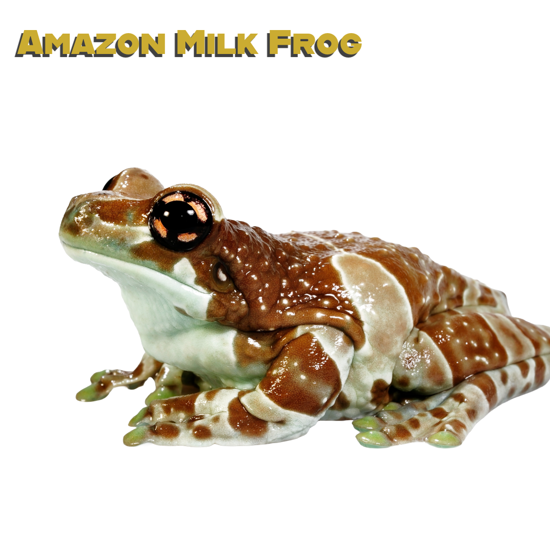 Caring for your Amazon Milk Frog