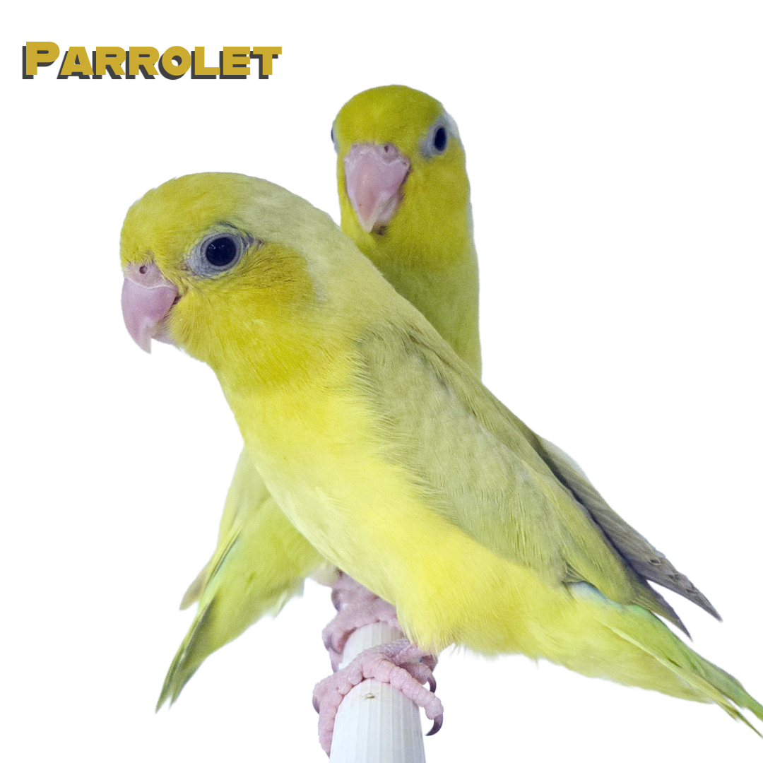 Caring for your Parrolet