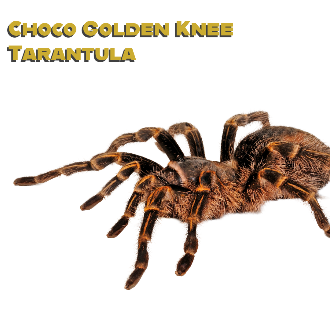 Caring for your Choco Golden Knee Tarantula