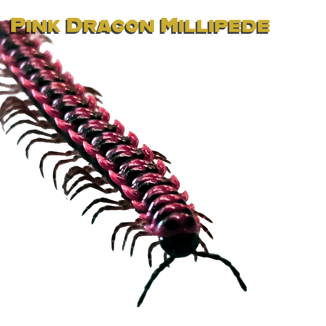 Caring for your Pink Dragon Millipede