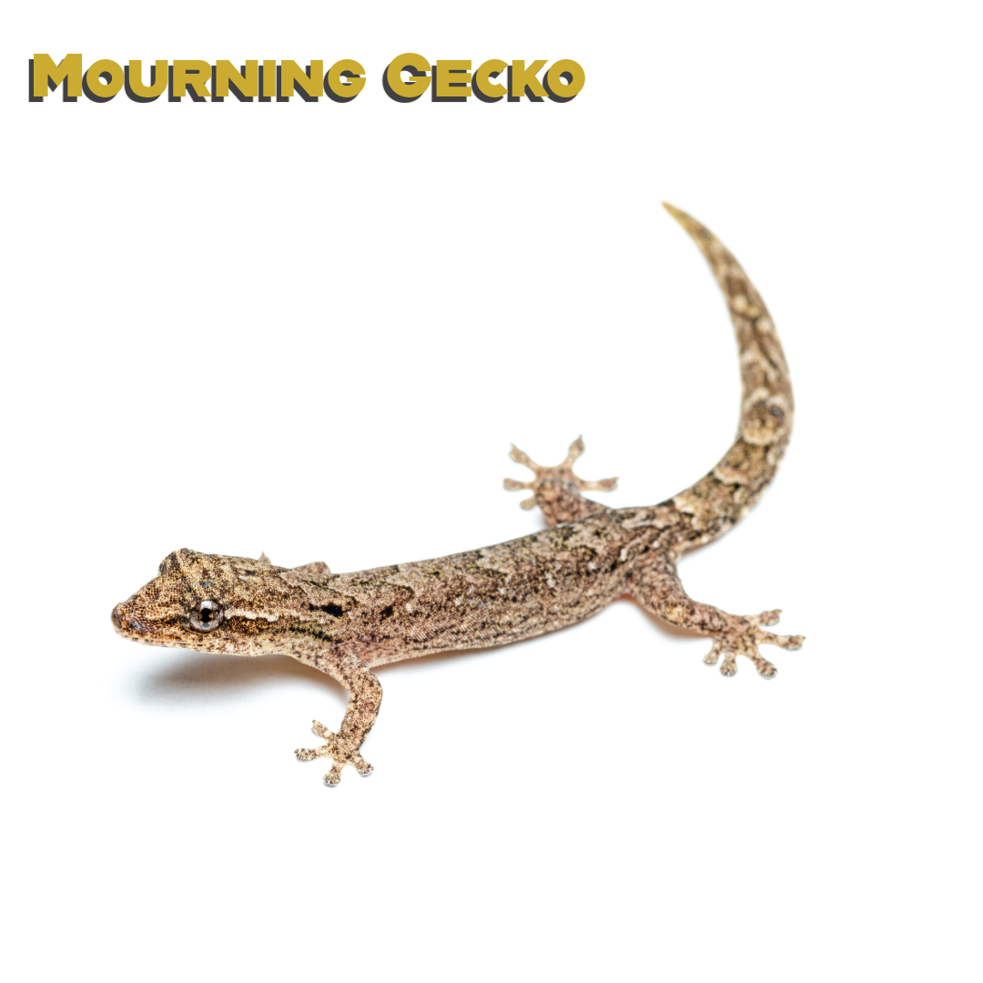 Caring for your Mourning Gecko
