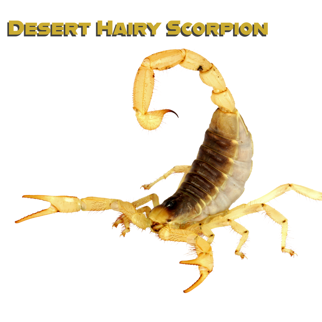 Caring for your Desert Hairy Scorpion