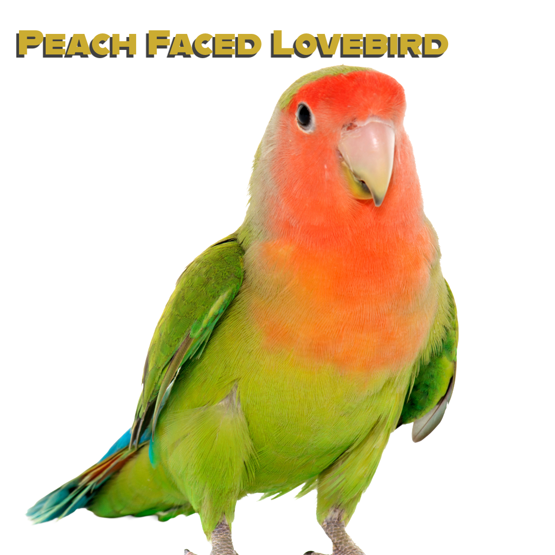 Caring for your Peach-Faced Lovebird
