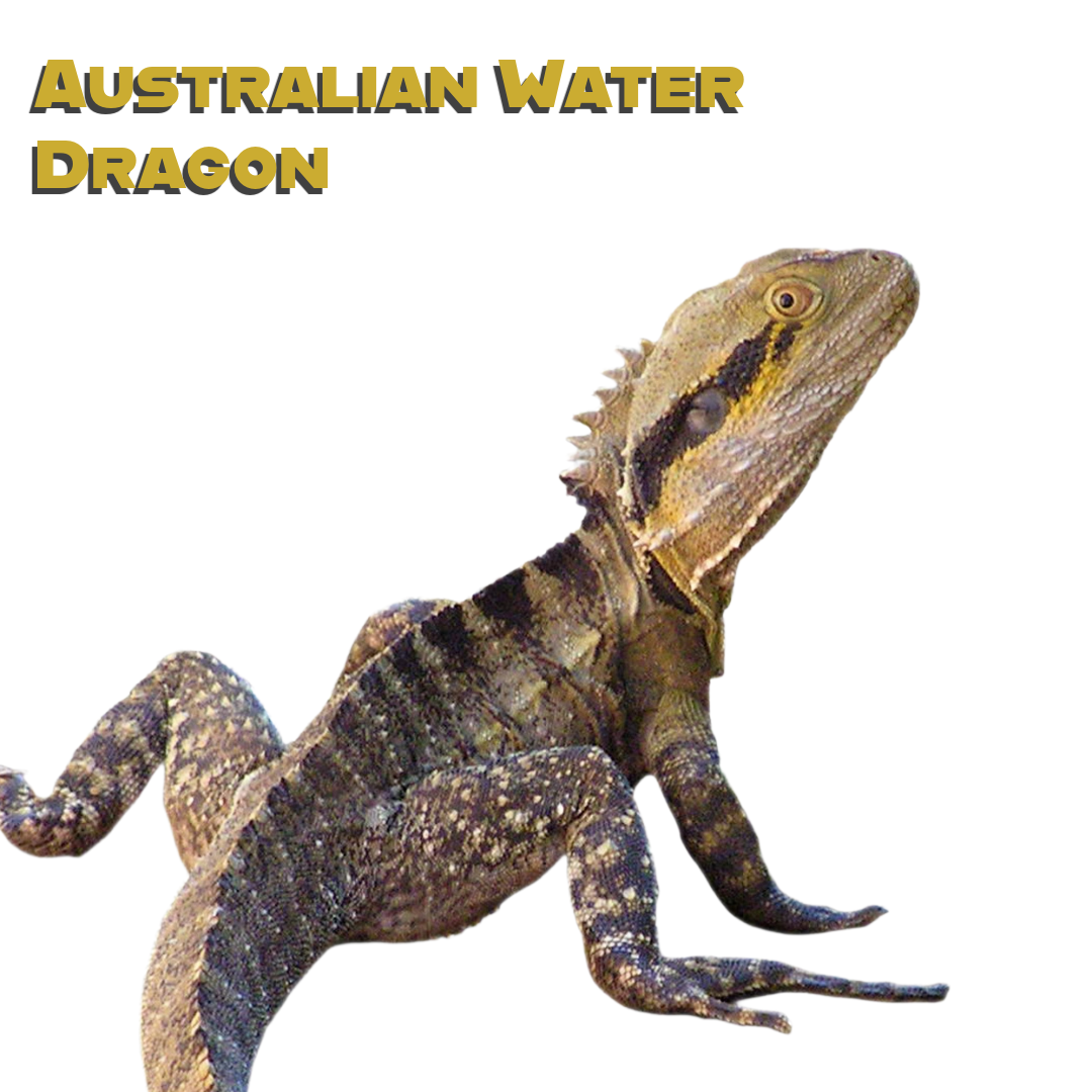 Caring for your Australian Water Dragon