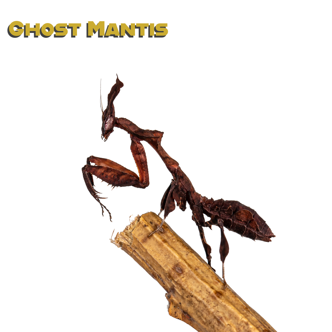 Caring for your Ghost Mantis