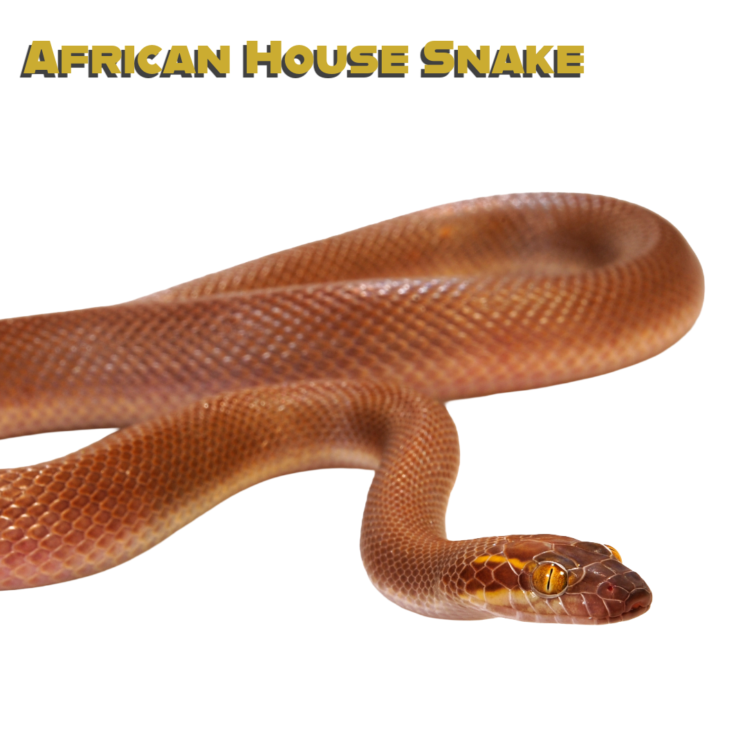Caring for your African House Snake