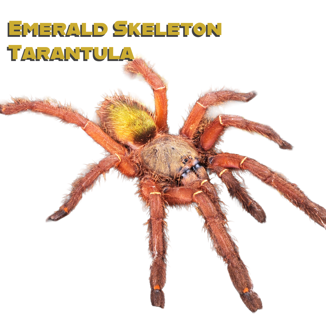Caring for your Emerald Skeleton Tarantula