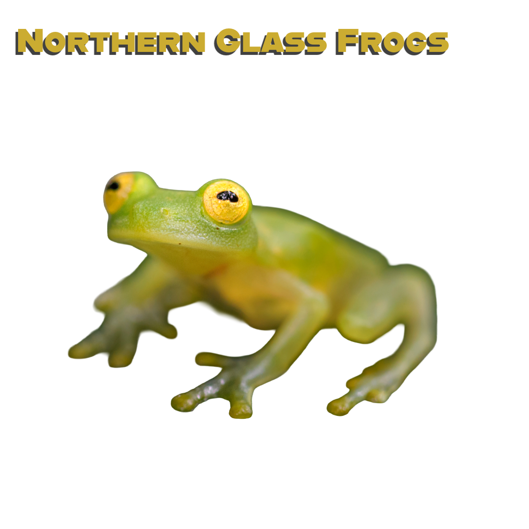 Caring for your Northern Glass Frog