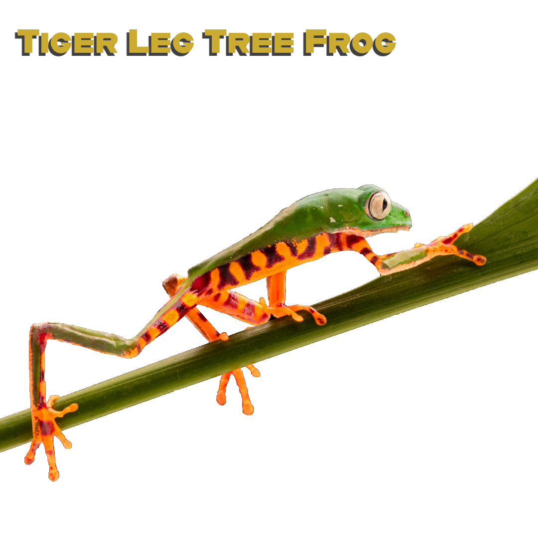Caring for your Tiger Leg Tree Frog