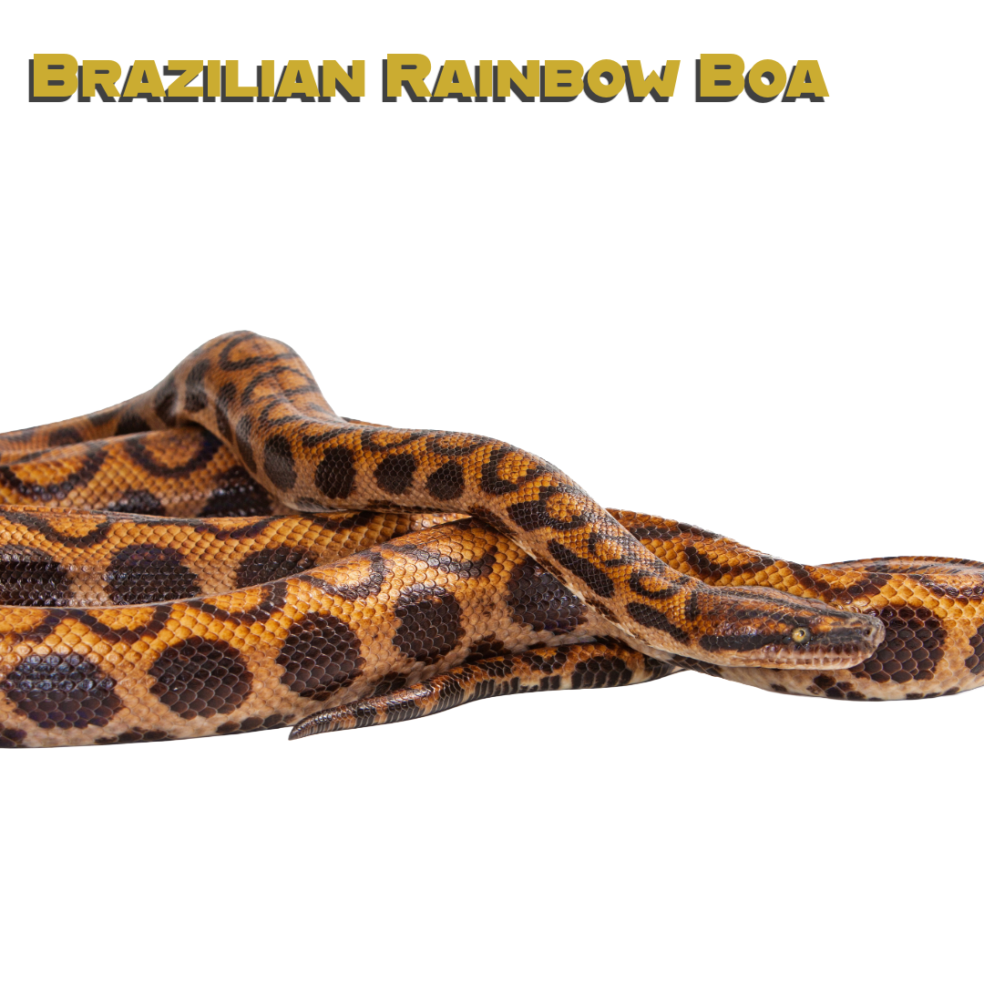 Caring for Brazilian Rainbow Boa