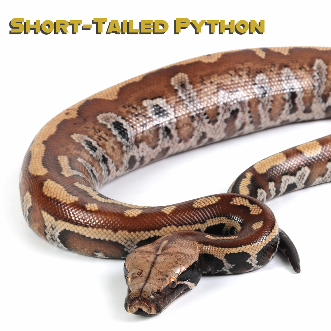 Caring for Short-Tailed Python
