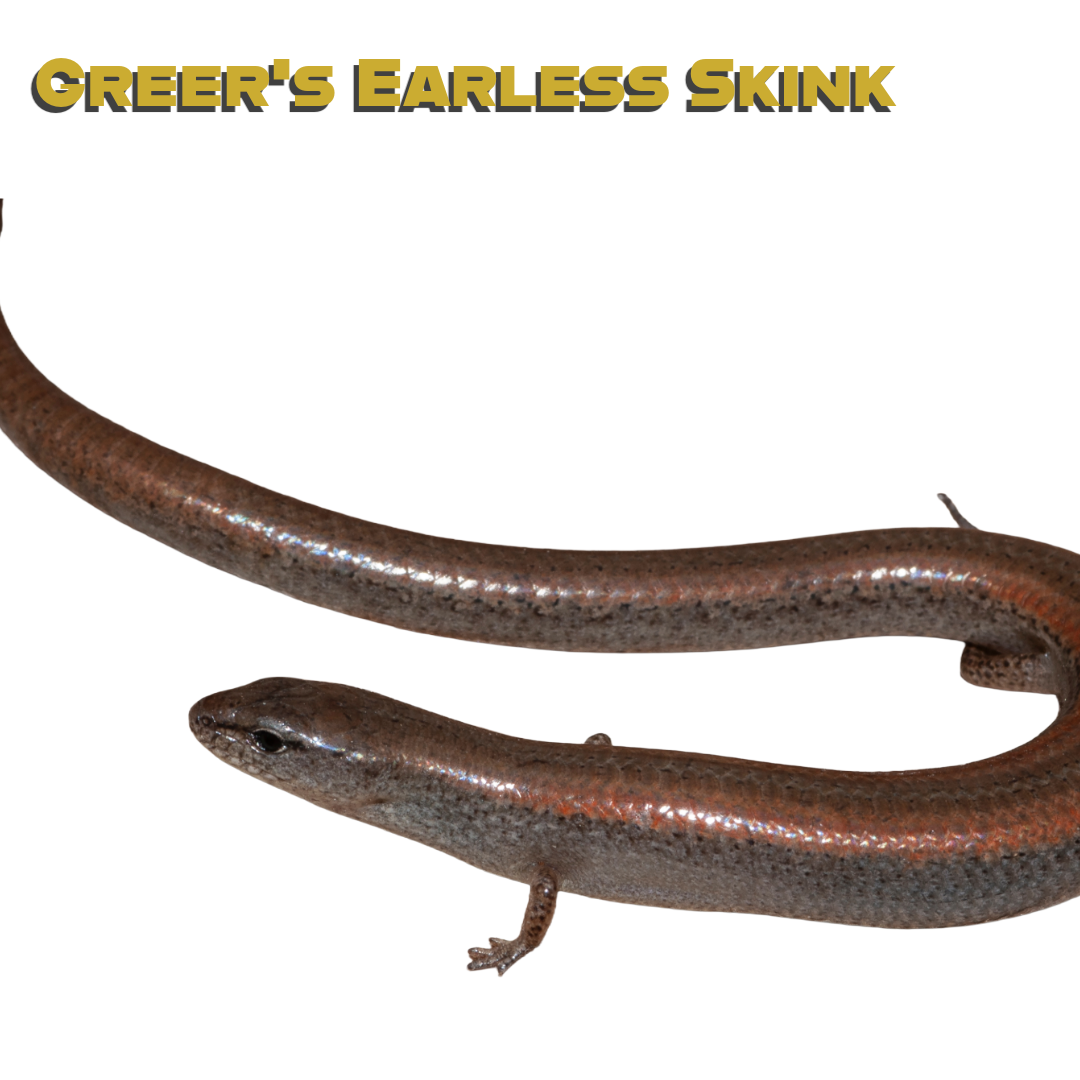 Caring for your Greer’s Earless Skink