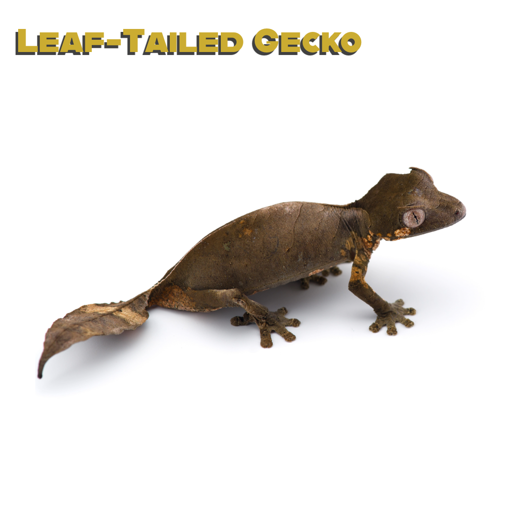 Leaf-Tailed Gecko Care