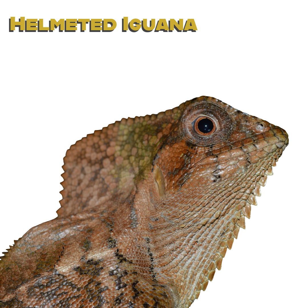 Helmeted iguana Care